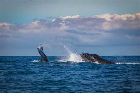 Things to Keep in Mind Before Going for Whale Watching