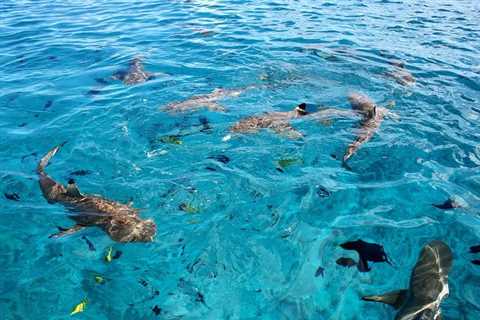 10 interesting facts about Bora Bora sharks (bora bora sharks attacks) - travelnowsmart.com