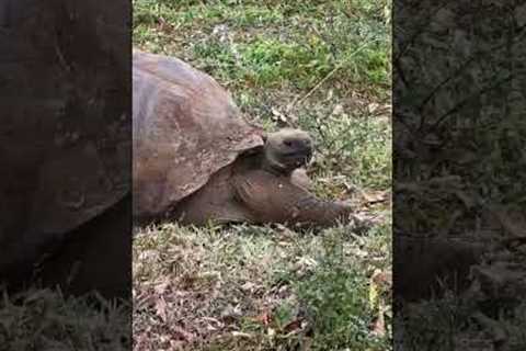 What! Giant Tortoises Everywhere? Galapagos Cruise Part 6 #shorts