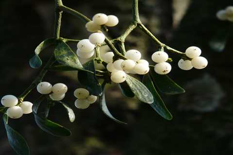 Mistletoe, Mythology and Folklore