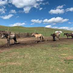Terelj National Park - Mongolian Tours