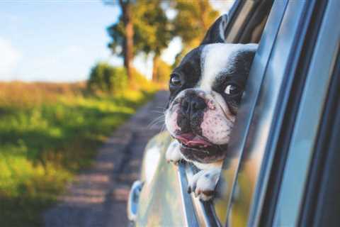 Can You Bring Your Canine in a Rental Auto?