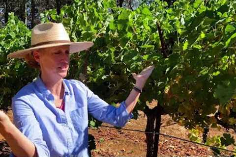 In the Vineyard at Togni