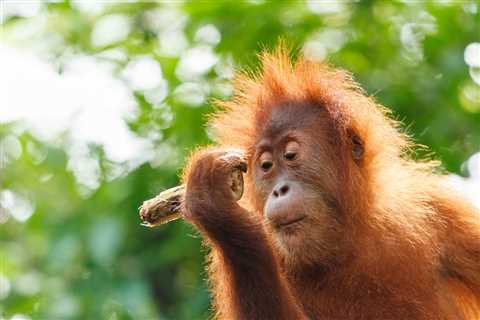 How to See Orangutans in Borneo Independently