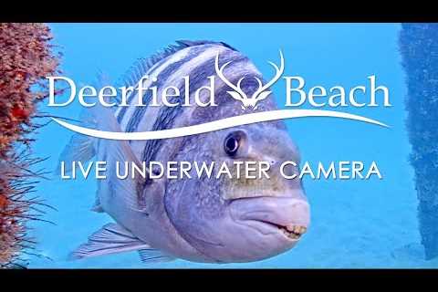 LIVE Deerfield Beach, FL USA - Underwater Camera