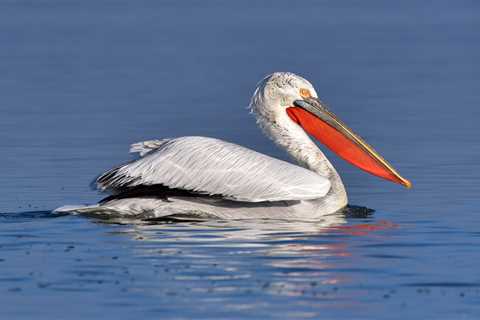 Ongoing lake restoration efforts benefit pelicans and people in the Danube Delta