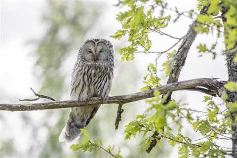 You Can Own An Owl In Alabama, But How Do You Care For It?