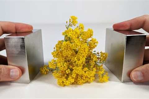 Explosion of flowers frozen with liquid nitrogen | Magnetic Games