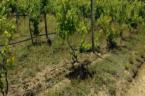 Are there actual vineyards on martha's vineyard?