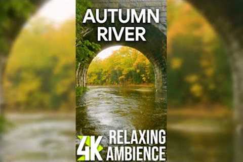 4K Relaxing Atmosphere of Autumn Rainy Day for Vertical Screens - Calming River Sound for Deep Sleep
