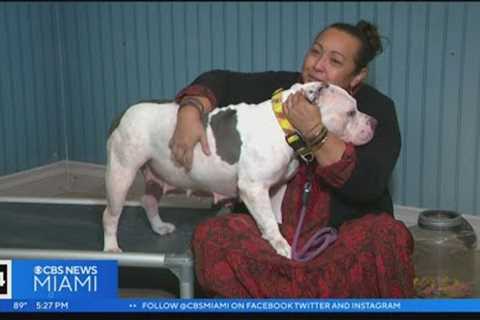 Miami Humane Society, Miami-Dade Animal Services hold adoption events this weekend