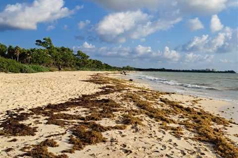 First 7 Cancun Beaches Affected By Sargassum So Far In 2023