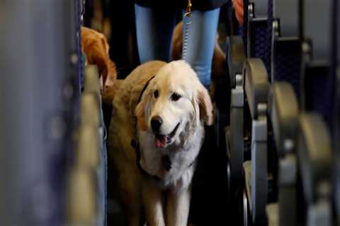 Are Service Animals Allowed at Events? A Comprehensive Guide