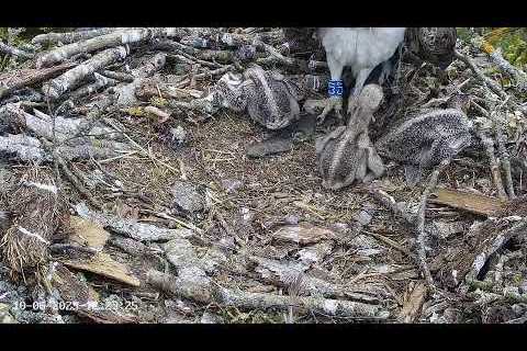 Poole Harbour Osprey Nest Camera - Aerial View