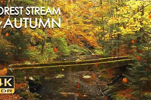 4K HDR Autumn Stream - Leaves Fall in Colorful Autumn Forest - Relaxation & Sleep Sounds - 10..