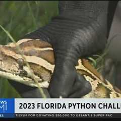 2023 Python Challenge underway in Everglades