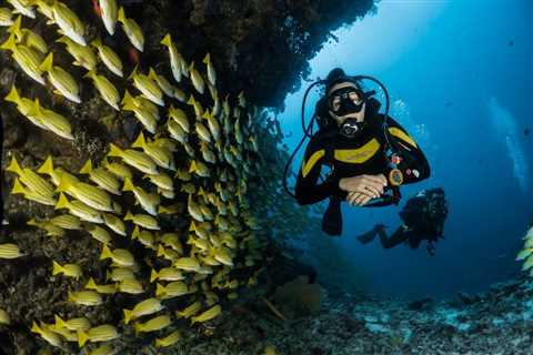 From reef to rescue: the 10 top destinations for marine conservation volunteering