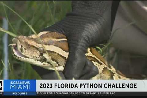 2023 Python Challenge underway in Everglades