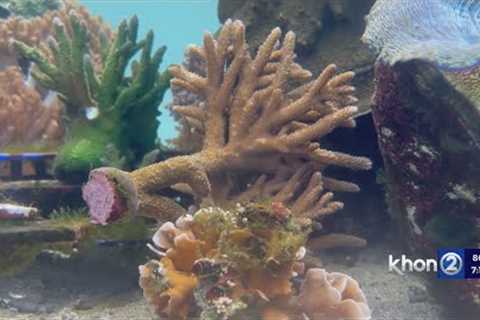 Dangerous, invasive coral species found in Pearl Harbor