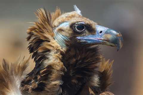 Cinereous vulture comeback in the Iberian Highlands takes another step forward