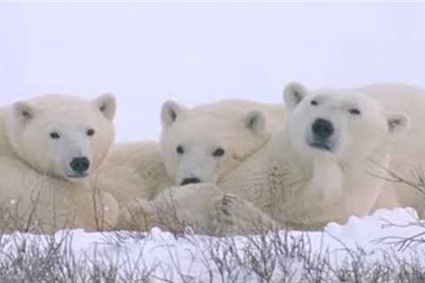 Face to Face with a Polar Bear | Wildlife Documentary
