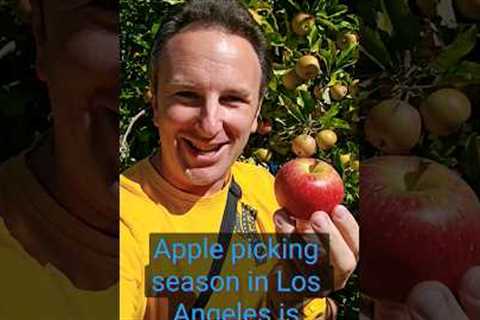 🍎 Apple Picking Season is here! 🍎