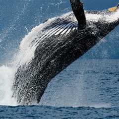Witness the Majestic Beauty of Whales in Panama City Beach, Florida