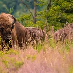 Free-roaming bison population in the Southern Carpathians continues to thrive