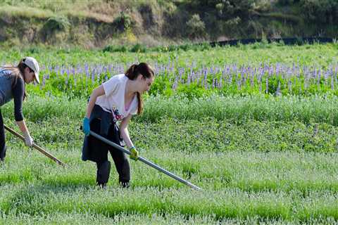 Explore the Incredible Volunteer Opportunities at Irvine Ranch Wildlands