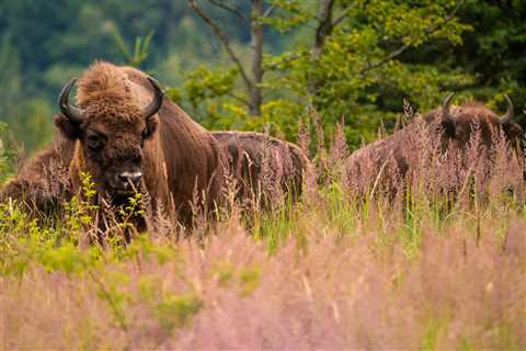 Free-roaming bison population in the Southern Carpathians continues to thrive