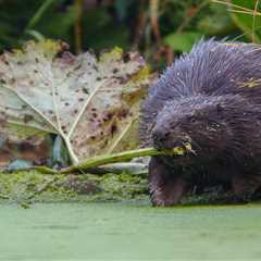 Living with beavers: Europe’s largest rodent makes an Italian comeback