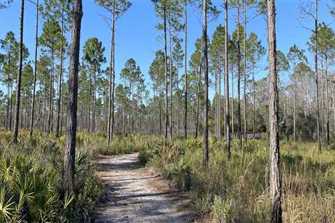 Exploring the Wilds of Panama City Beach: A Guide to the Most Popular Trails