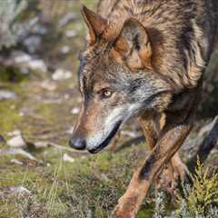The key to living with wolves in Europe? Ramping up livestock protection measures