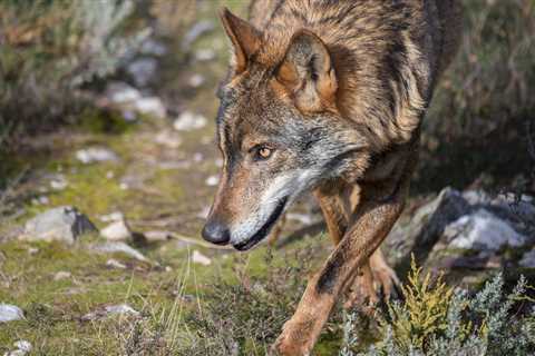 The key to living with wolves in Europe? Ramping up livestock protection measures