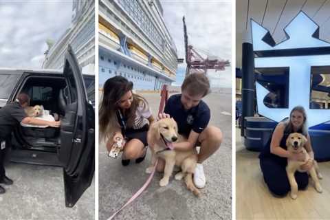 There’s a dog that lives on the biggest cruise ship in the world and it's cuteness overload