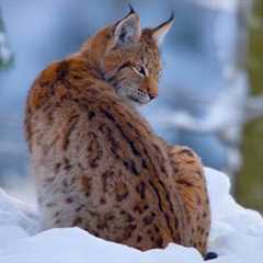 Christmas Winter Wonderland: How Animals Survive the Winter (Wildlife Documentary)