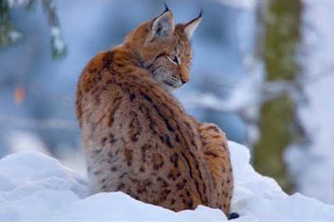 Christmas Winter Wonderland: How Animals Survive the Winter (Wildlife Documentary)