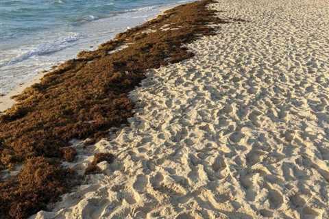 Mexican Caribbean Reports A Massive Seaweed Reduction On The Beaches In 2024