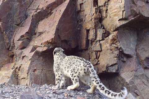 Snow Leopards: The most interesting 10 facts you should know - Discover Altai