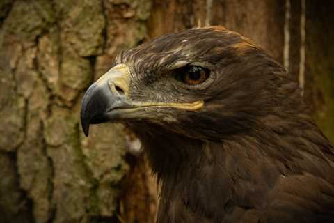Steppe Eagle: 10 Fascinating Insights - Discover Altai