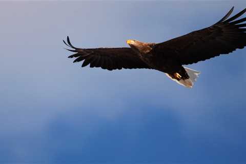 Eagle Sighting: Nature's Majestic Display - Discover Altai