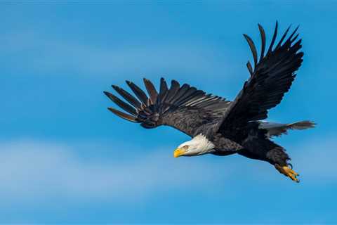 Eagle Facts: Soaring with Eagles and Discovering Their Majestic World - Discover Altai