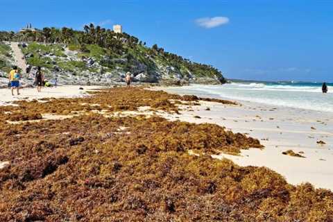 Tulum Braces For A Huge Seaweed Arrival This Week