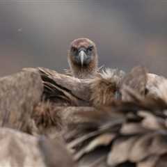 New feeding station to support vulture comeback in the Central Apennines