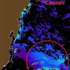 Seaweed Alert: 5,000 Square Kilometers Of Sargassum Heading To Mexican Caribbean
