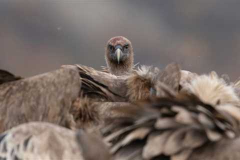 New feeding station to support vulture comeback in the Central Apennines