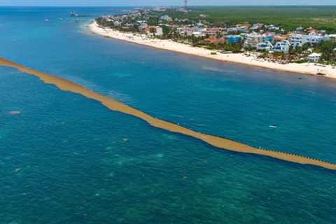 Shocking Videos Of Sargassum Invading This Popular Mexican Beach Town Go Viral