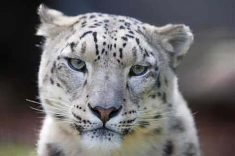 Mongolian Snow Leopard Facts - Habitat, Population, and Conservation Efforts