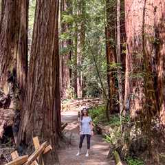 Armstrong Redwoods SNR: A Walk Among Giants in California