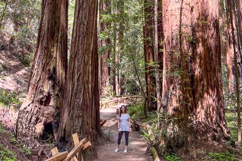 Armstrong Redwoods SNR: A Walk Among Giants in California